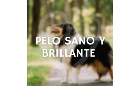 PELO SANO Y BRILLANTE